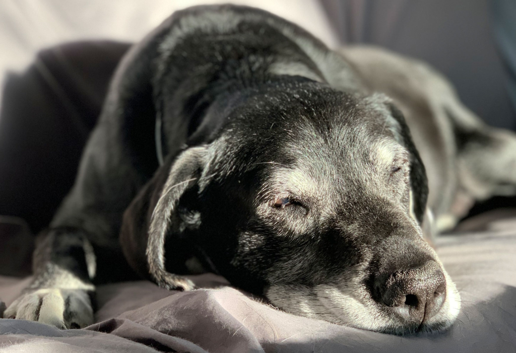 caring for older pets
