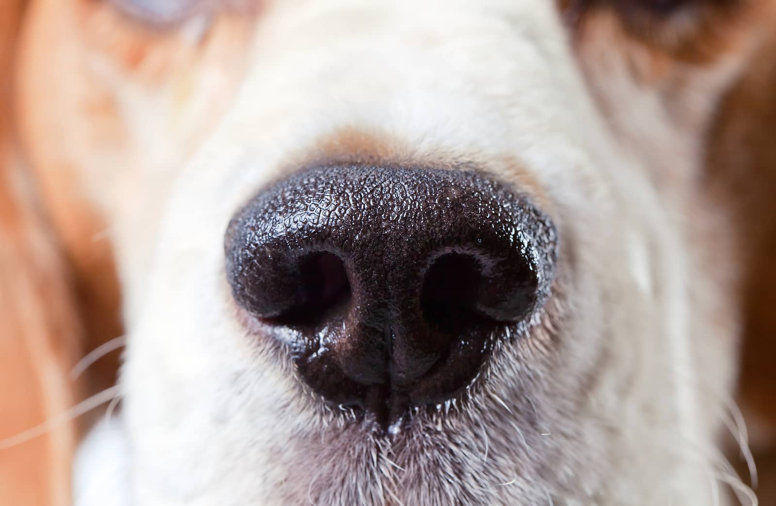 Who Knows Why A Dog’s Nose Is Wet? Tips From The Veterinarians at Croton Animal Hospital