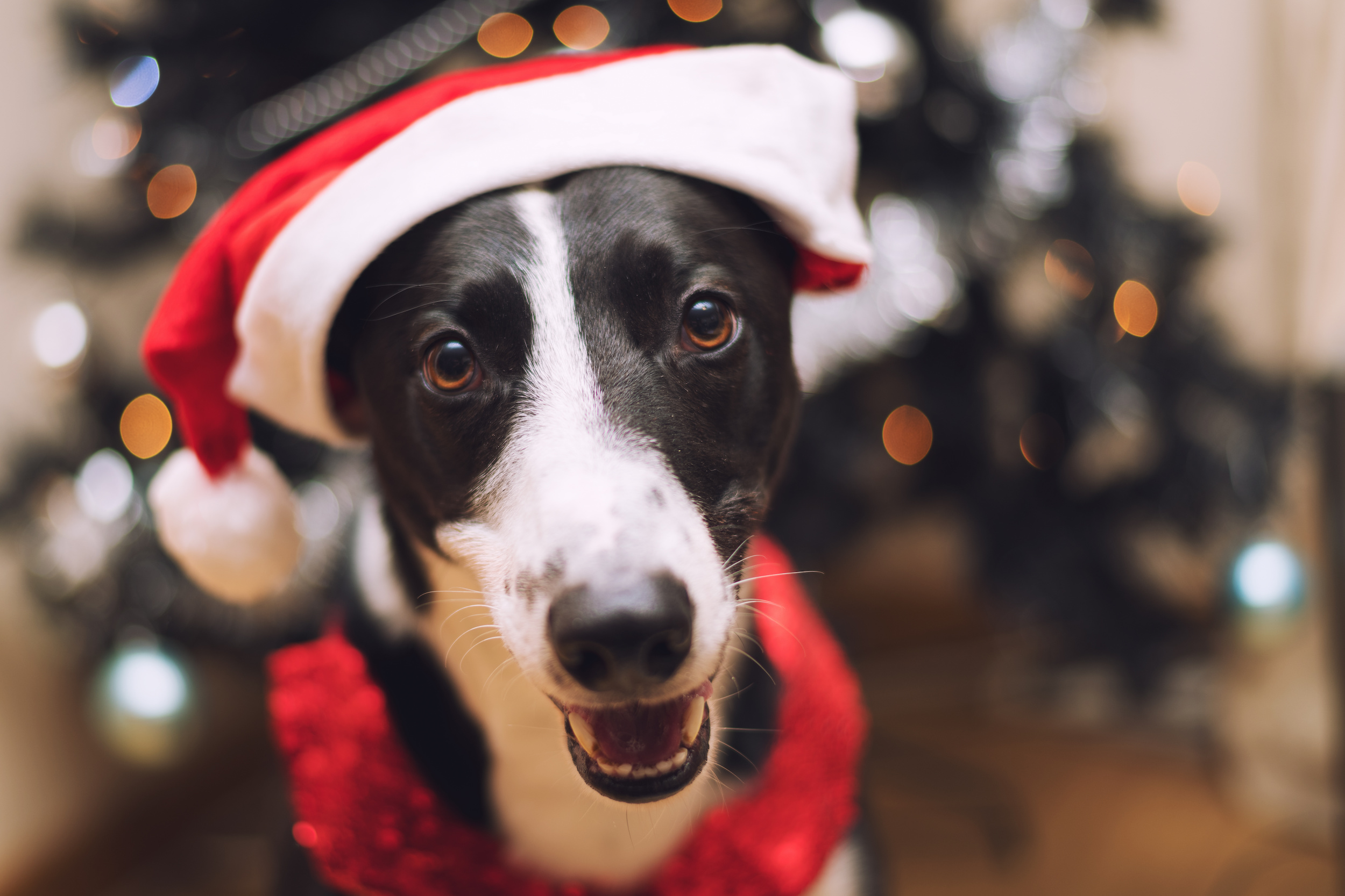 winter dog tips westchester