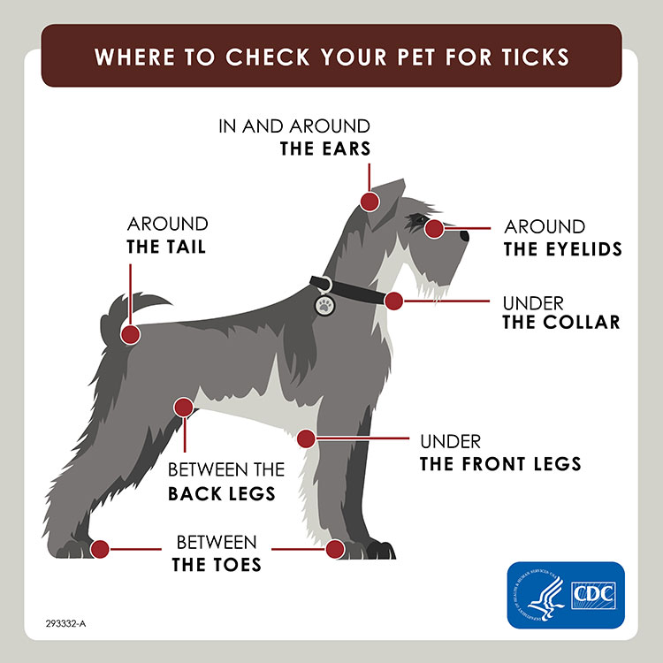 where to check a dog for ticks cdc