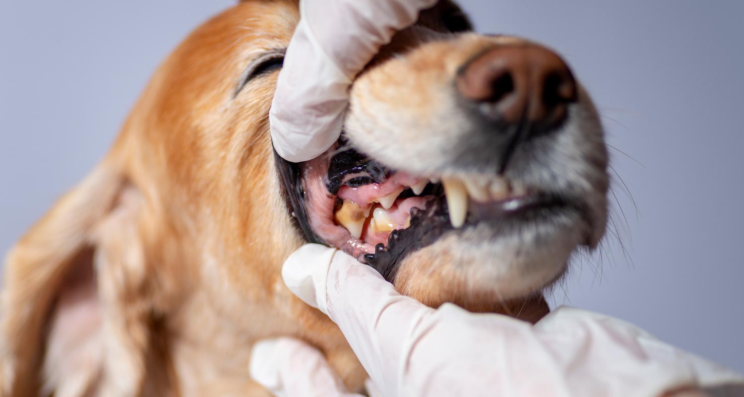 Croton Animal Hospital’s Top 10 Reasons to Schedule Your Pet’s Dental Exam