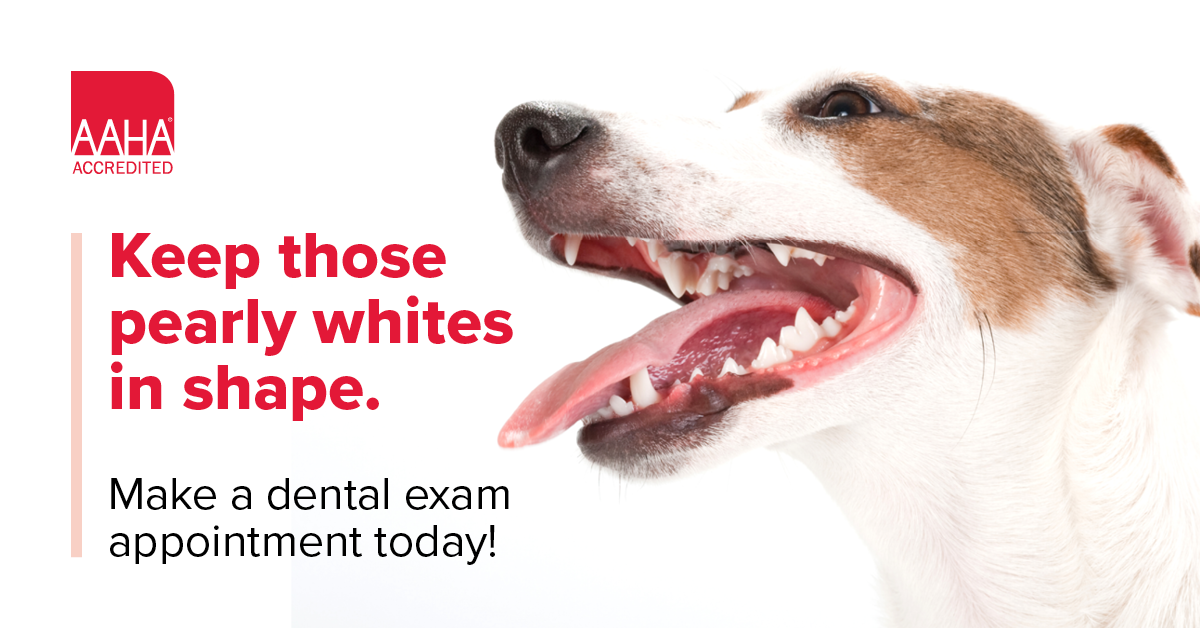 Croton Animal Hospital's Top 10 Reasons to Schedule Your Pet's Dental