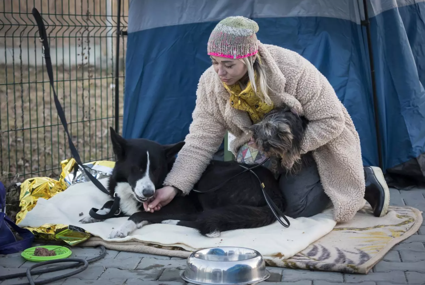 helping ukrainian refugees and pets
