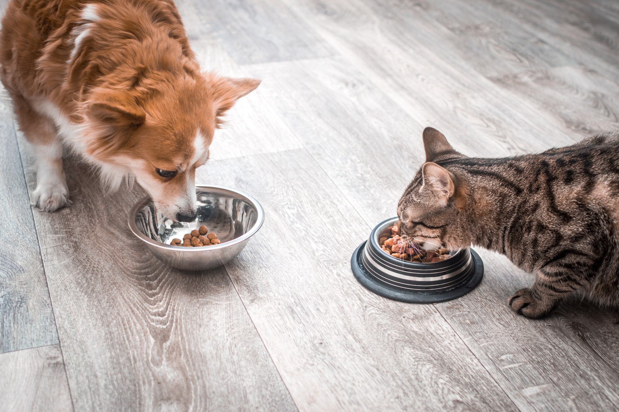 how to choose best dog food or cat food