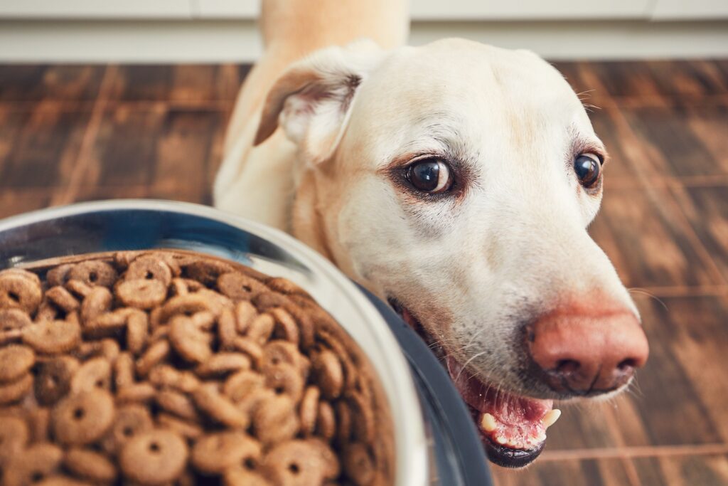 how to choose dog food westchester county