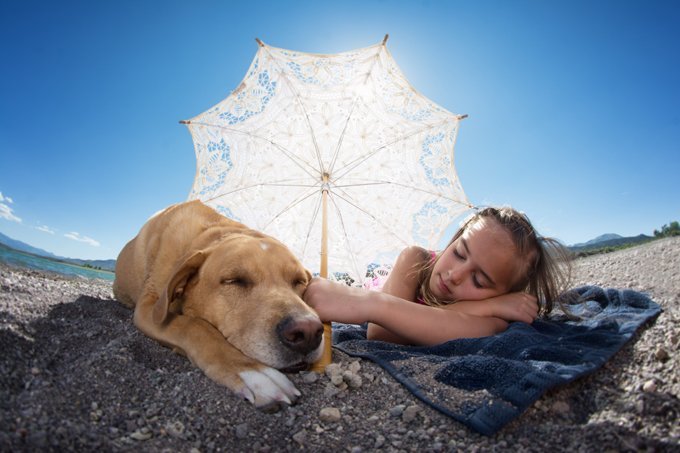 Summer Pet Safety Tips from Croton Animal Hospital