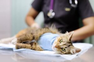 cat arthritis treatment westchester