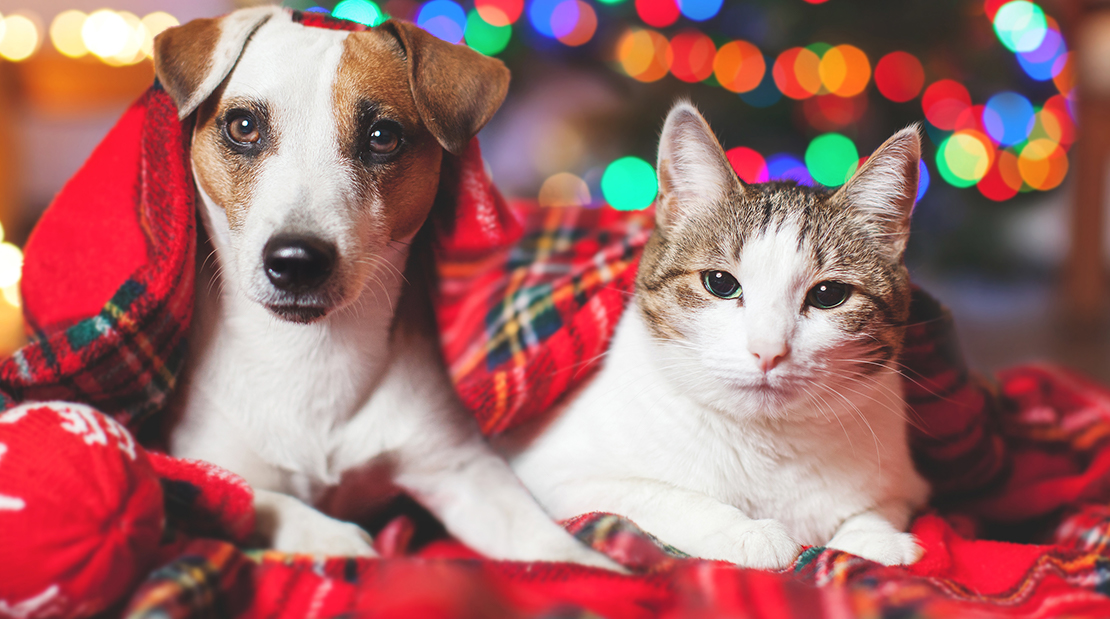 What Holiday Gifts are Dangerous for Pets?