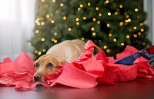 safe and unsafe holiday gifts for pets
