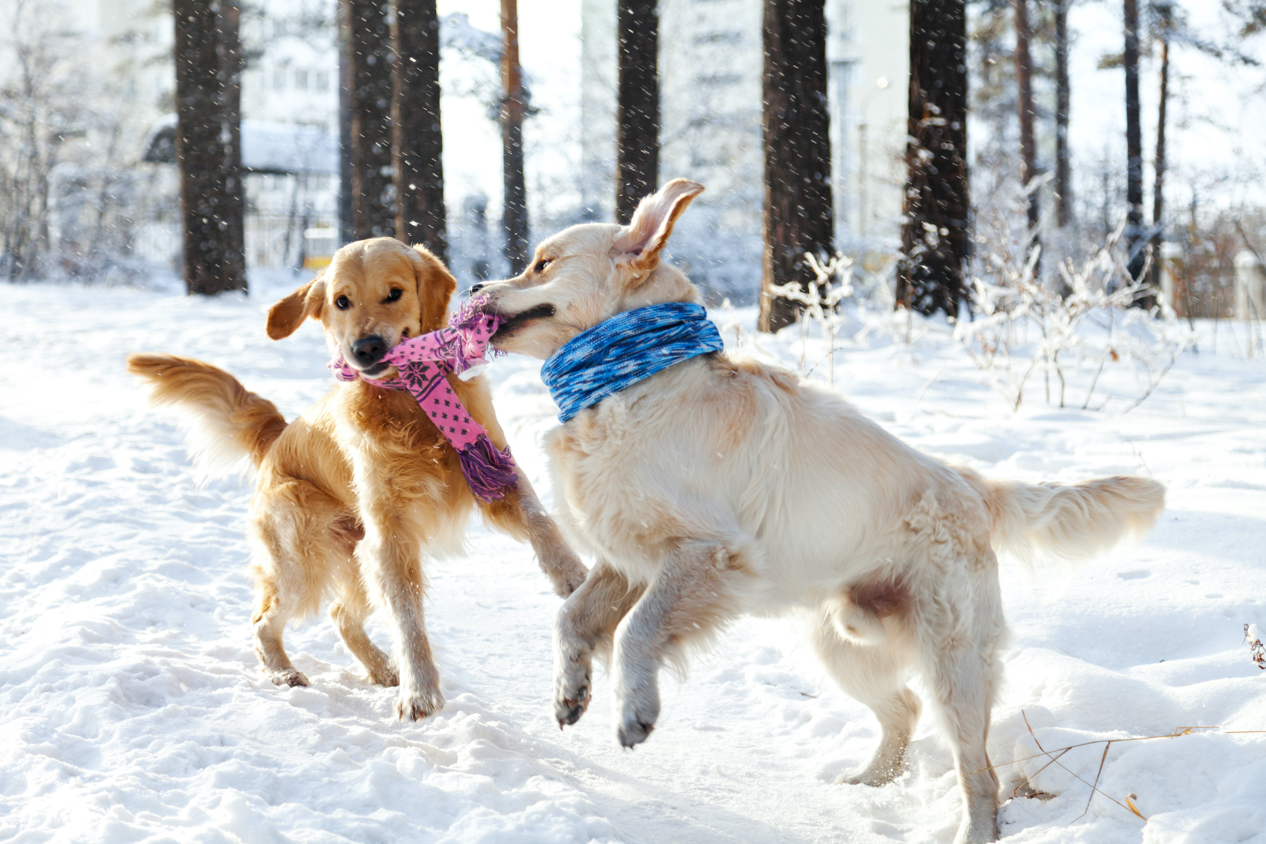 Winter Pet Safety: Advice from a Northern Westchester Veterinarian