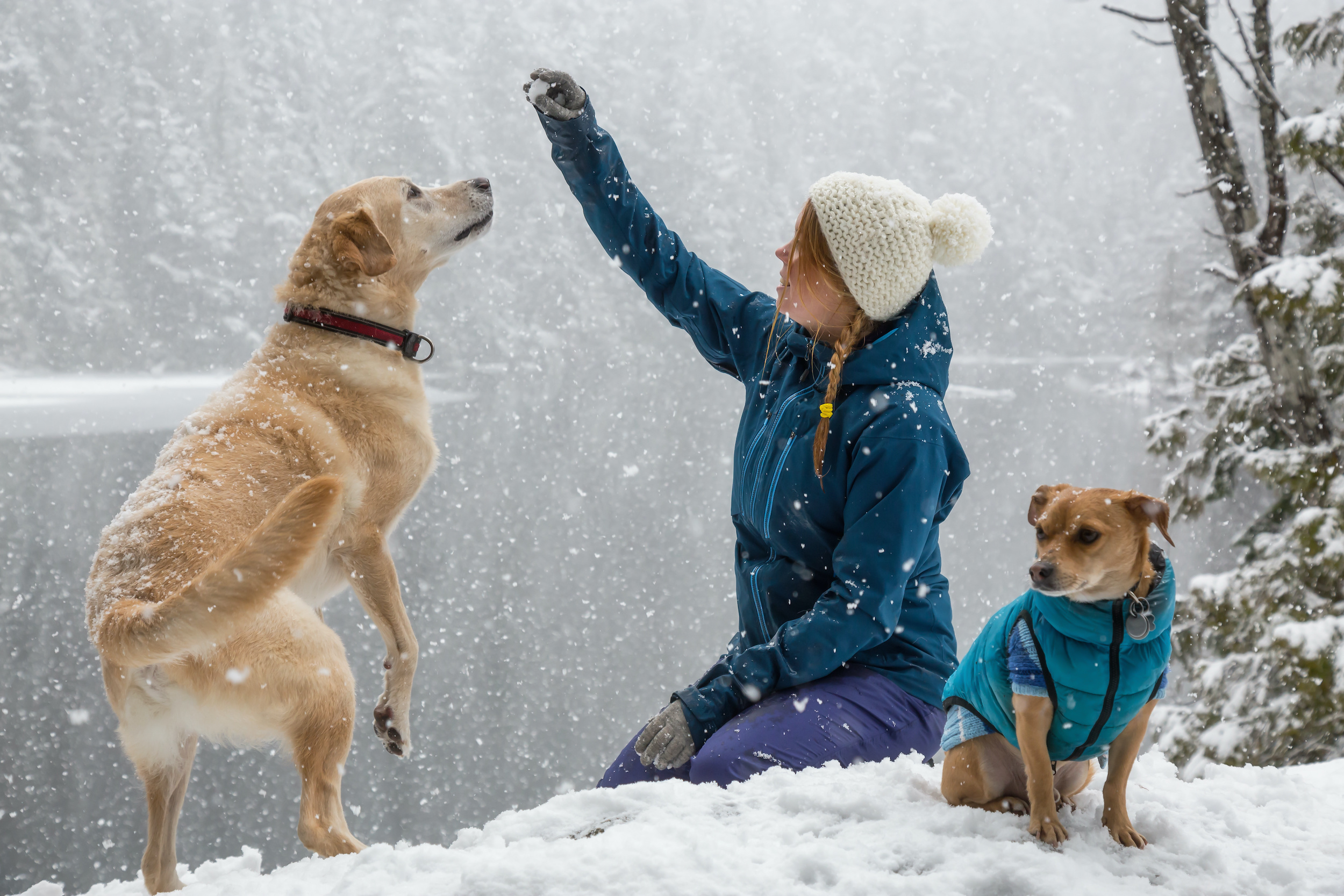 What Temperature Is Too Cold for Pets