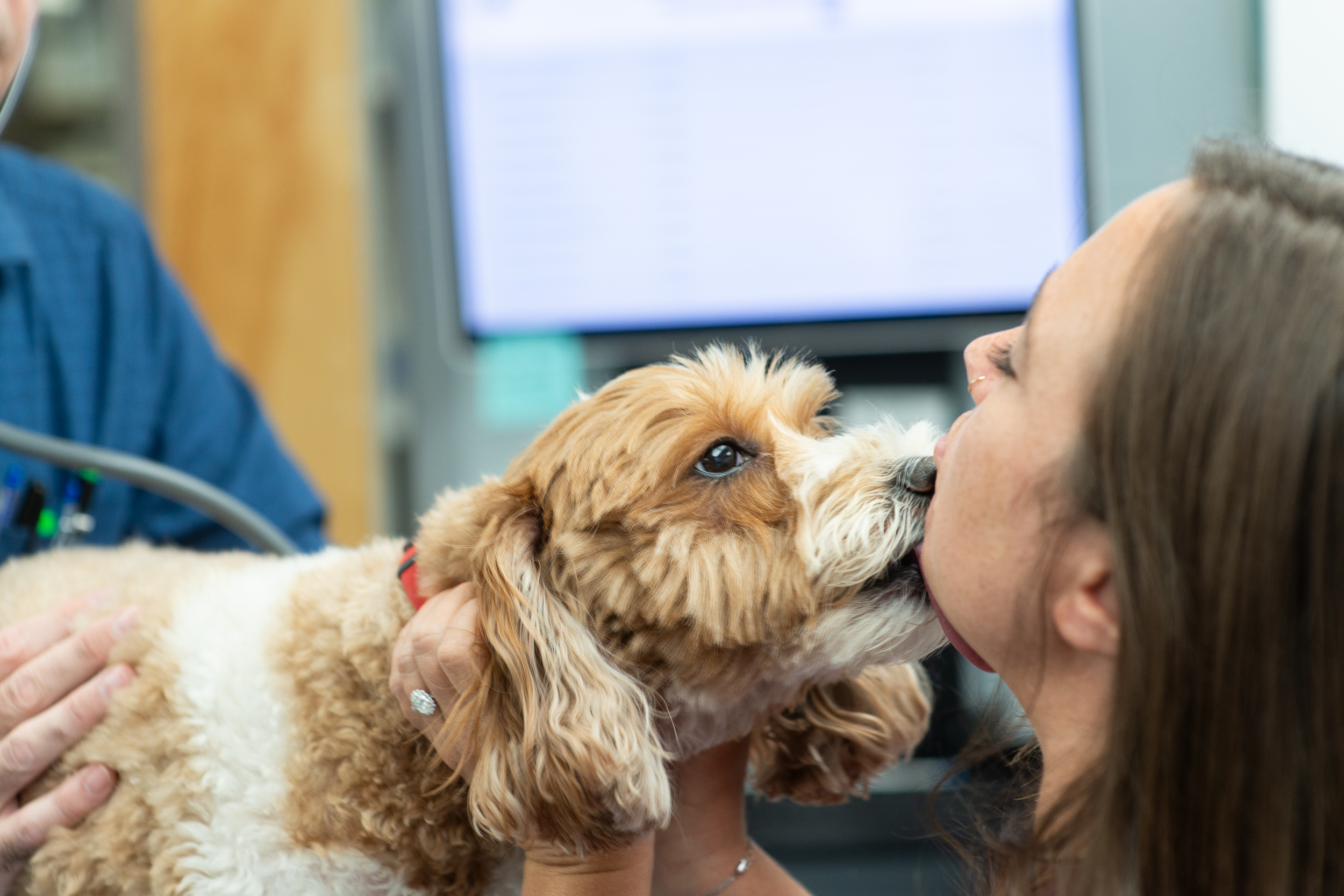 best veterinarian northern westchester