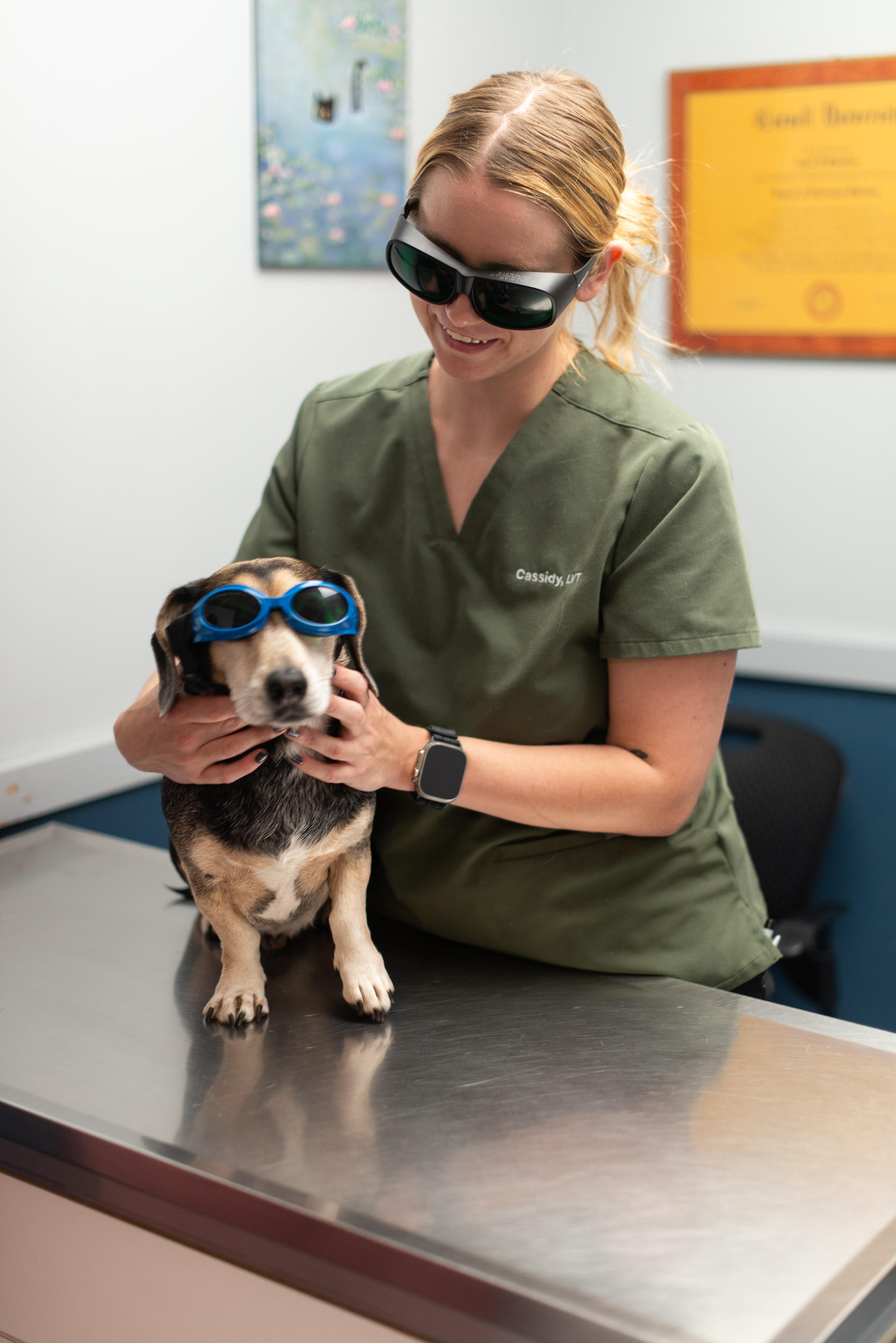 veterinarian yorktown