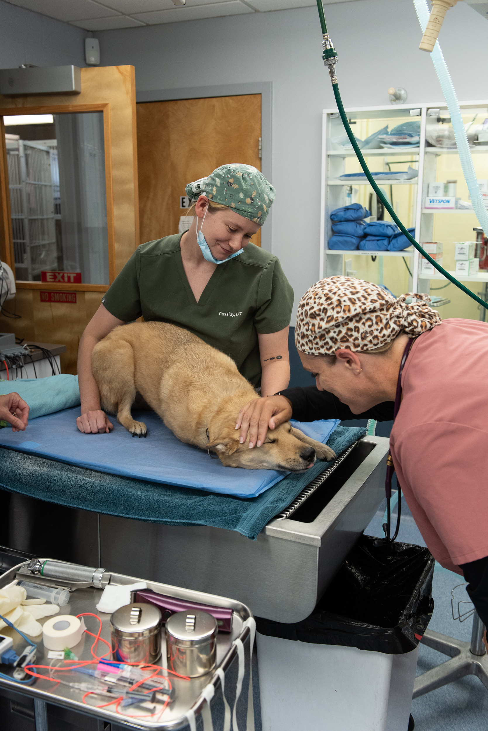 veterinarian near cortlandt manor