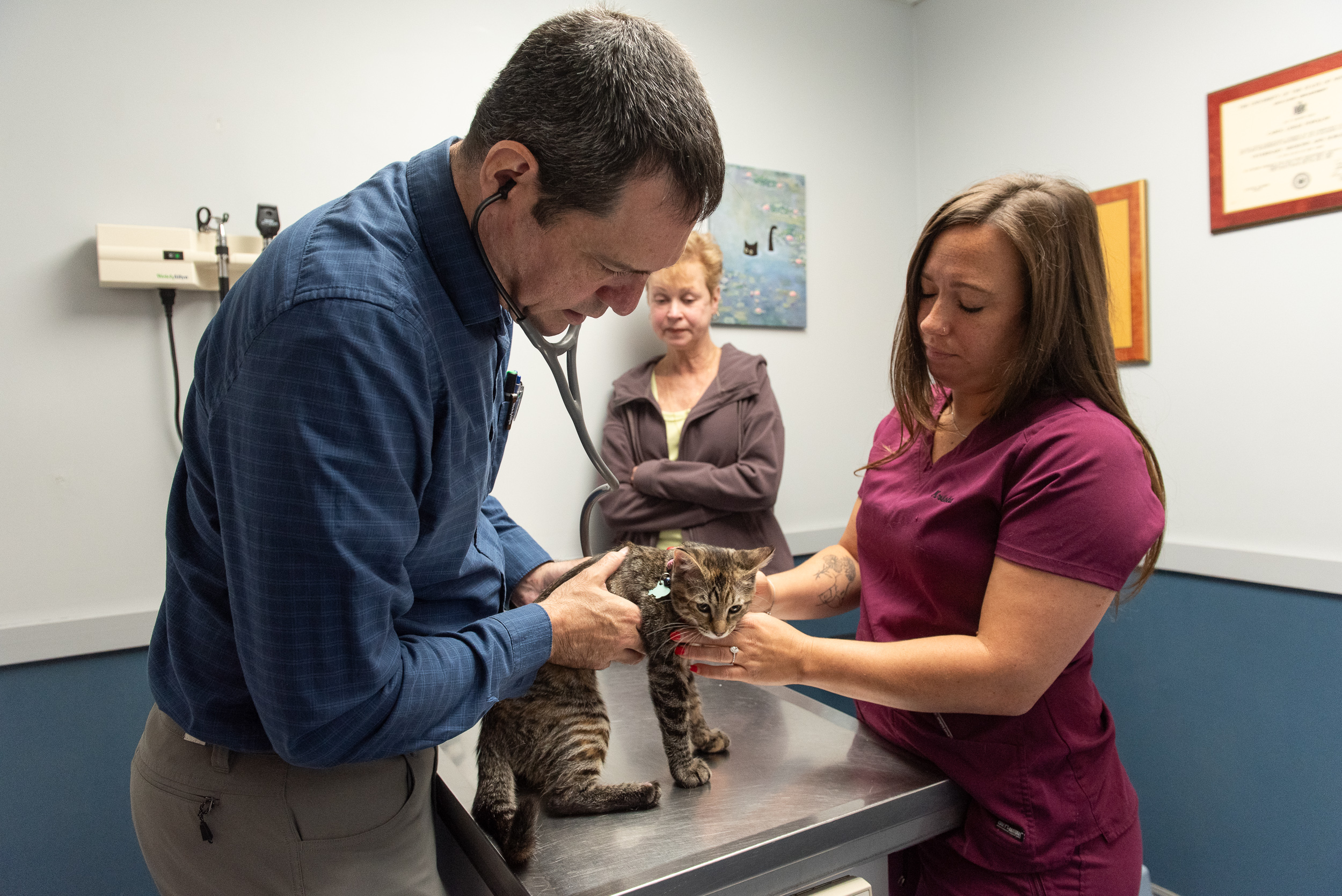 best veterinarian for cats westchester