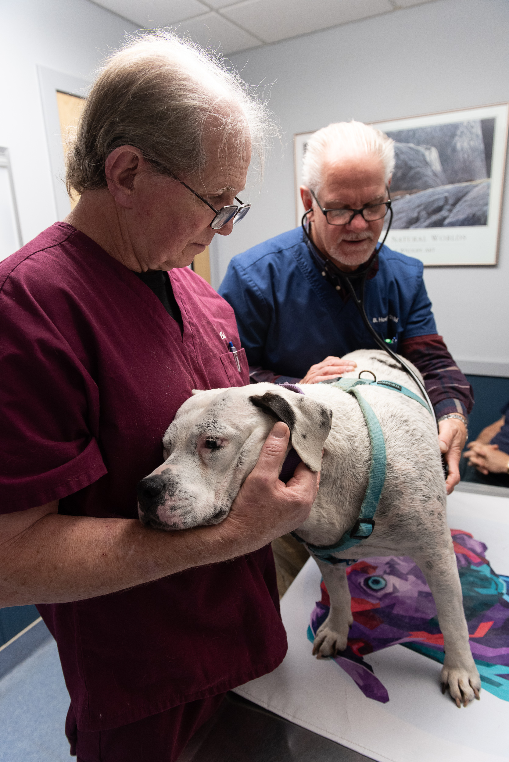 briarcliff manor veterinarian