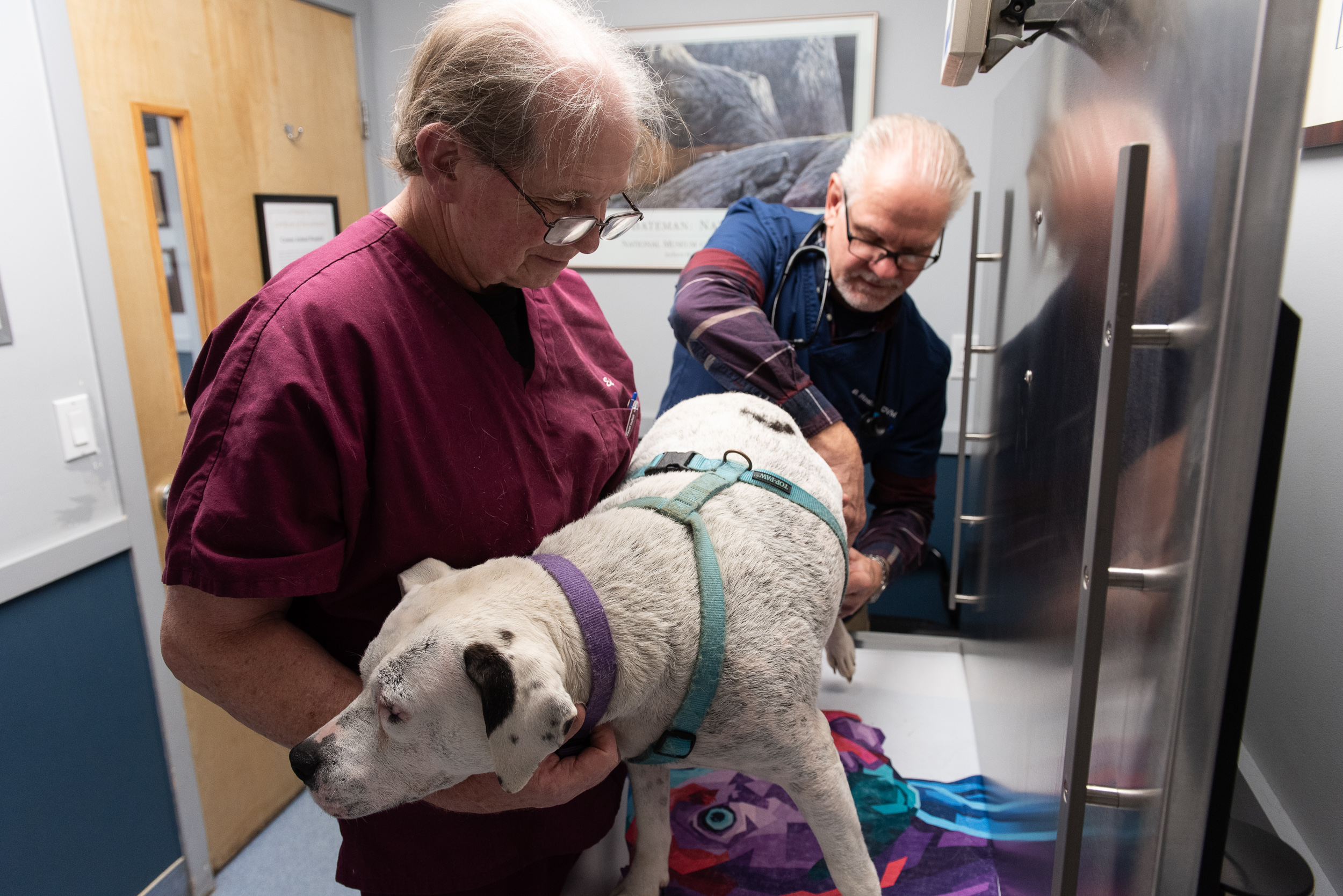 veterinarian cortlandt manor ny